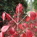 Euonymus alatus 'Compactus' feuille automne